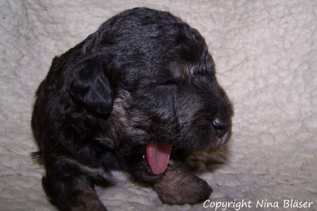 Arc-en-ciel Arlequin - 30.01 (5).JPG